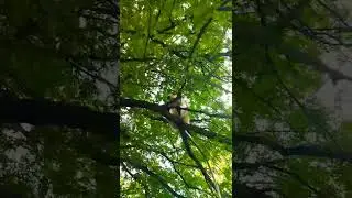 #MonkeyBhai