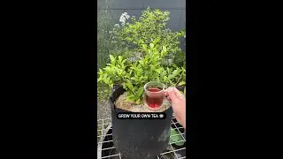 Grow your own caffeine