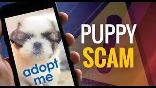 Welcome to The Truth About Fake Rescue