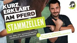STAMMZELLEN - Regenerative Therapien beim Pferd. Kurz erklärt am Pferd.