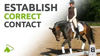 How Young Horses Learn to Establish Correct Contact | wehorse