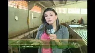 Batata Salsa: produtor criou unidade de beneficiamento