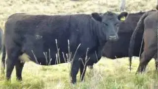 The late David Murdoch's Angus Cattle for Sale