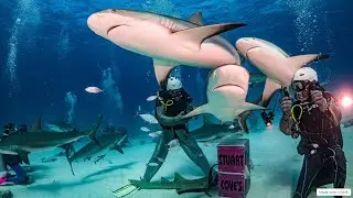 Bahamas Scuba Diving @ Stuart Cove's - Shark Arena