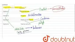 Statocysts are sense organs of