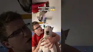 So sad!! #sad #walter #meme #cute #pets #dogs