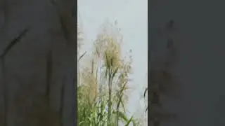 #bluesky #natural #nature #4khdrnature #4knaturewalk #shorts #viralvideo #trending