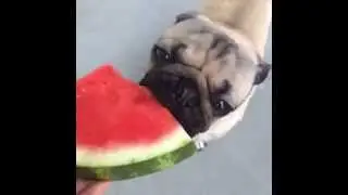 Pug Eating A Watermelon