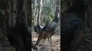 Jake, Jake, and Jake&hellip; (from state farm) #florida #turkey #turkeyhunting #barefootnoutdoors