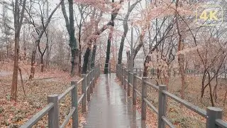 Давай пройдёмся по горной тропе в дождливый день в Сеуле 4K: Vivid Rain Walk Ambience