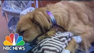 New York Dog Killing Sparks Debate Over Progressive Politics And Policing