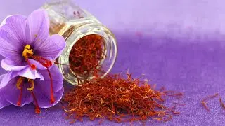 How To Grow Zaffran / Saffron From Bulbs. Flowering Over. Now it's Time To Save Its Bulbs
