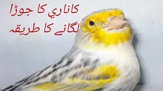 Canary bird ka jora lagane ka tariqa In Urdu/Hindi