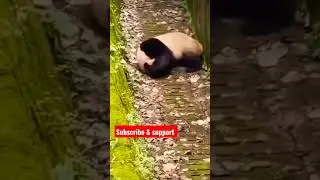 400 kg panda Flip video | #viral #shorts