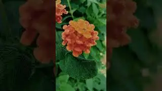 Video cinematic flower lantana Camara and widuri waterdrops embun#videography #naturephotography