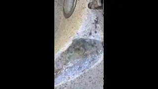 Pebble Finish Pop-Off Repairs 3