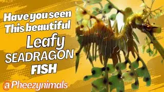 LEAFY SEADRAGON. The most strangest fish. New video.