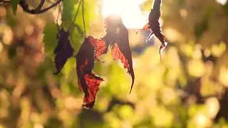 Autumn Colors in 4k| Fall in Edmonton 2020