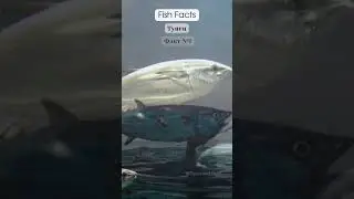 Fish Facts Tuna #shorts #facts #fish #information #help #тунец #health #unique #tuna