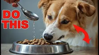 If Your Dog Eats KIBBLE, You NEED To Do This EVERY DAY!