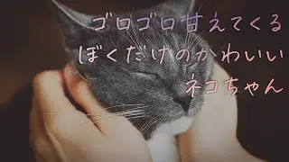ゴロゴロ甘えてくるぼくだけのかわいいネコちゃん【女性向けシチュエーションボイス】