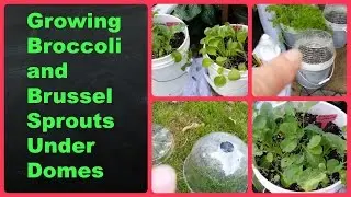 Growing Broccoli and Brussels Sprouts Under Domes - No Transplant Winter Sowing Update