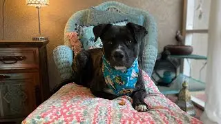 Adopt-A-Pet: Harriet with the Animal League of Washington County