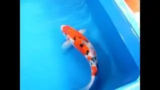 Taisho Sanke, Female, 59 cm, Born 2010 by Oya Koi Farm