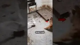 Животные, которые выбрали не того врага&hellip; Последнего ты точно не видел 🐾🔥