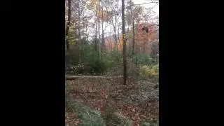 Invasive insects wooly adelgid and emerald ash bor