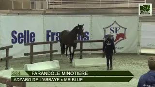 Concours régional des 3 ans - Cheval Normandie - Saint Lo
