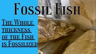 How does a Fish, an entire Girth of the Fish become Fossilized?