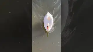 OUT for a SWIM #shorts #swan #nature #canal #birds