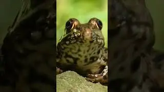 Hypnotic frog #shorts
