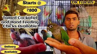 Dk birds farm |starting price Rs 800 onwards|Birds breeder|Own breeder