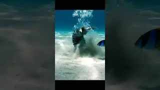 Bobbit Worm Ambush #Shorts