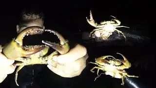 Pesca nocturna en aguas super cristalinas. Grandes cangrejos en ríos Vírgenes.🦀🦀