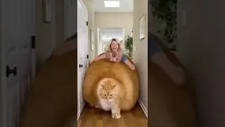 Giant Orange Cat Destroys house in His Path! 😹🏠💣 #shorts #cat #catvideos #funnypets #funny #fun