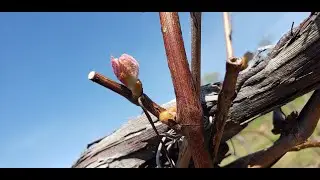 Between The Vines S5E3: Grant Talk and Bud Break! Here we go!