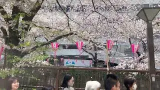 FALLING SAKURA PETALS, TOKYO JAPAN 🇯🇵🌸 2023 March