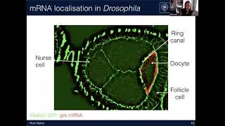 Theory of Living Systems Webinar - Prof. Ruth Baker (University of Oxford)