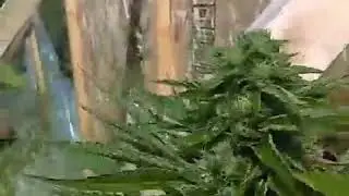 How to keep weed from getting moldy in the rain!