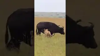 COURAGEOUS Buffalo Defends Her Calf From THREATENING Lions | Serengeti Safari #big5 #tanzania #cats