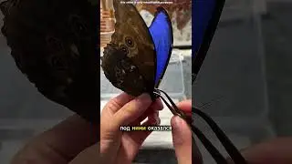 Под крыльями бабочки скрывался невероятный секрет 🦋💙#shortvideo #viral #trending