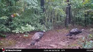 Stealth Cam XV4