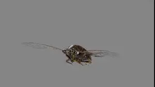 CGI 3D Animated Animal Cicada in Blender  | VFX Grace