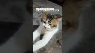 #videoshort #kucinglucu #model gaya#cute si embul