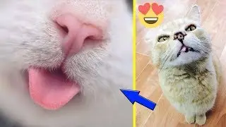 30+ Close Ups Of Cat Noses To Make Your Day