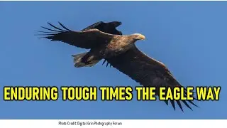 Enduring tough times the eagle way----Zen insight