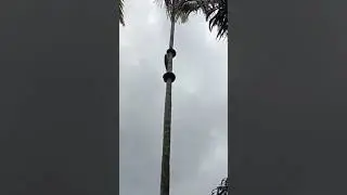 Snake Climbing Palm Tree #shorts #youtubeshorts #snake